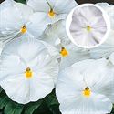 Bild von Viola P9 Grootbloemig White